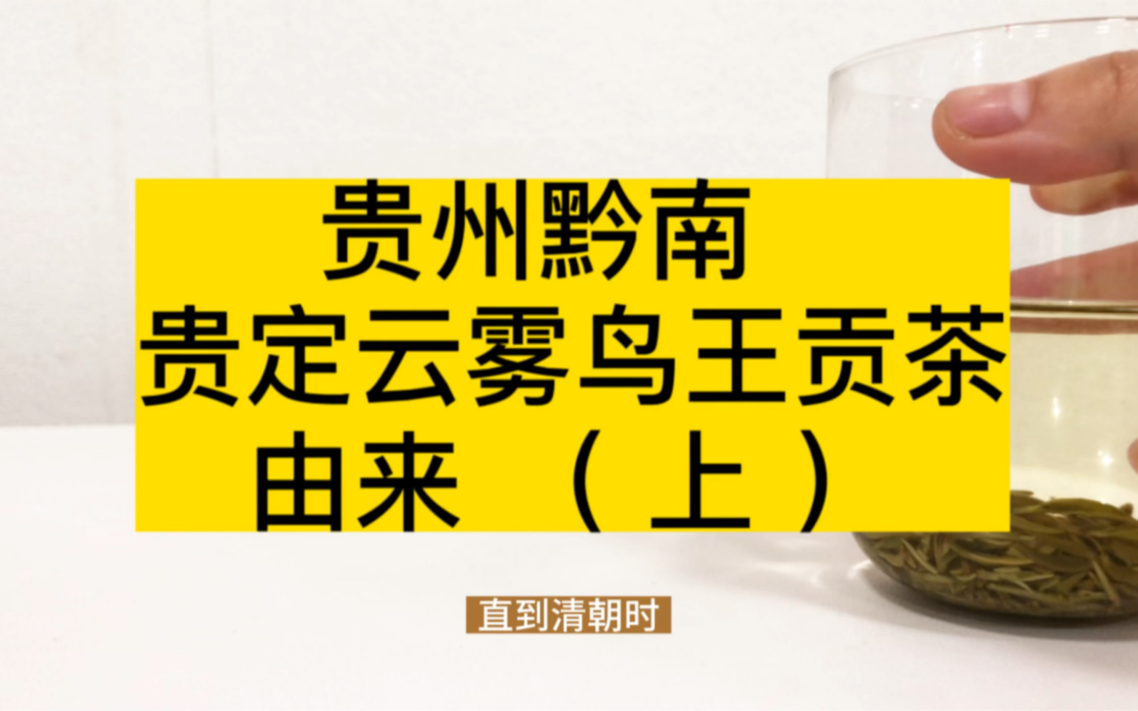 【贵州绿茶】贵定云雾鸟王贡茶的由来（上）