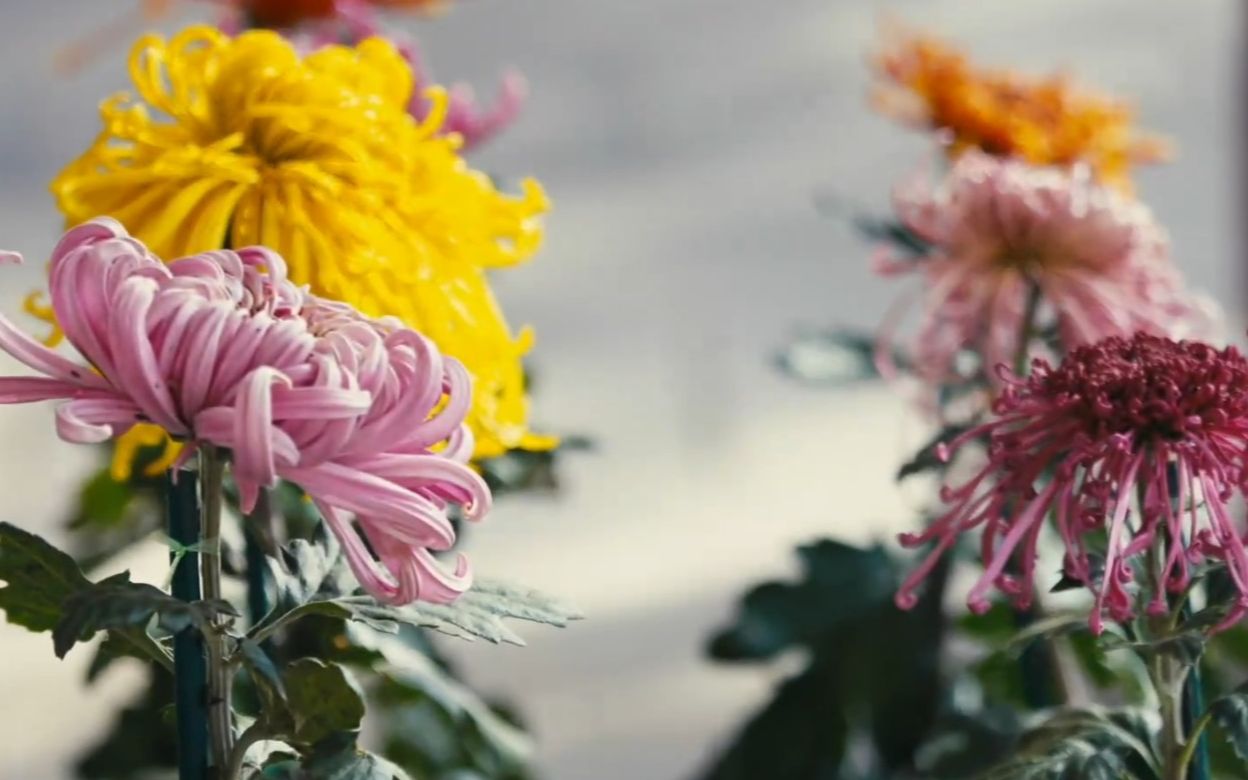 【植物世界】菊花（1080p）