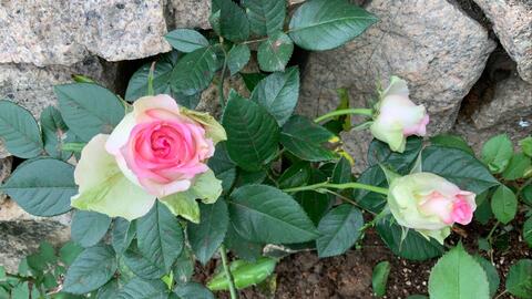 cac16841504d016d279b69cb0282e798678f2a28.jpg@480w_270h_1c
