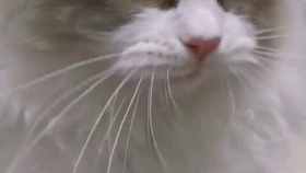 cac87b8e77c9e24dd6e9c84b53b47db166194b9b.jpg@280w_158h_1c_100q.jpg