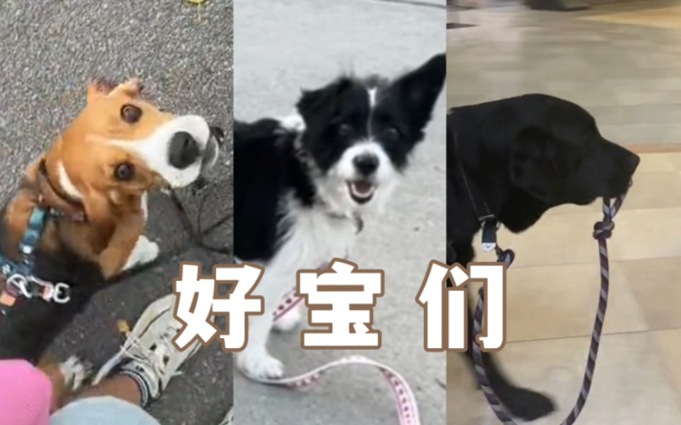 放开狗狗的牵引绳，看看他们是什么反应！