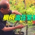 【园艺】枫树盆景高压繁殖技巧，获取源源不断的盆景素材！