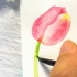 零基础花卉教程，两分钟学会画郁金香，喊朋友一起画水彩书签吧