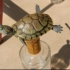 据说巴西龟是智商靠前的乌龟