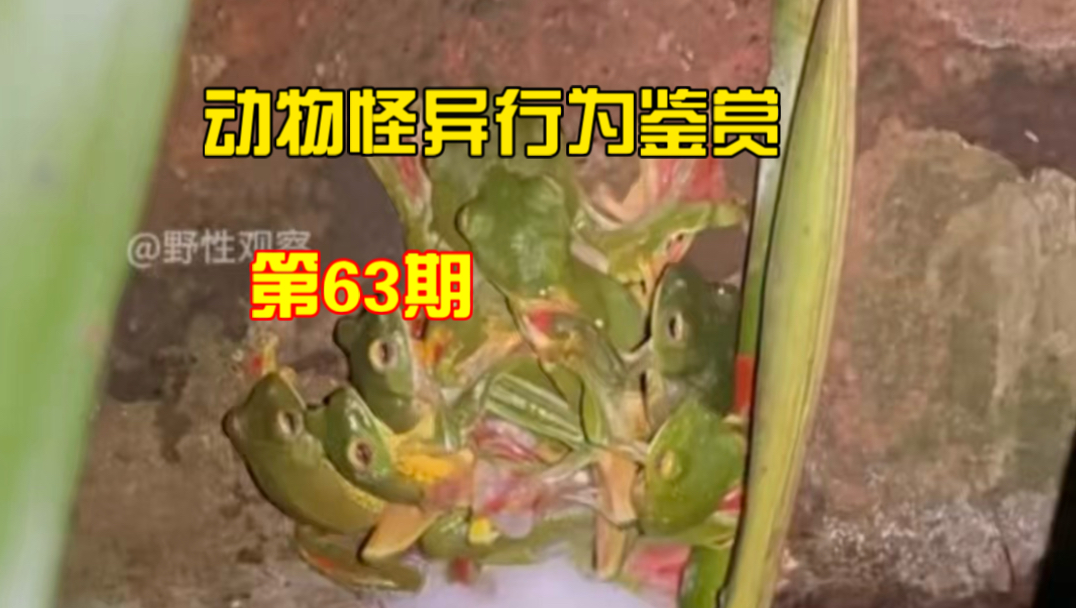 动物怪异行为鉴赏第63期