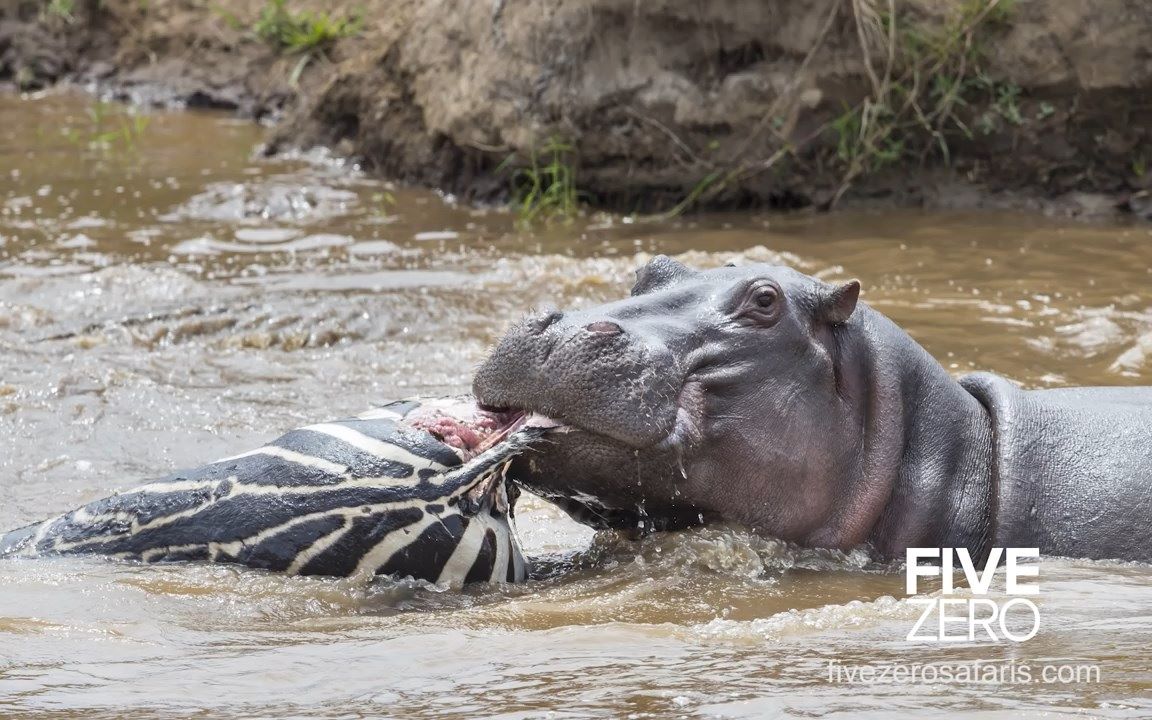 hippos eat zebra croc feeding frenzy part 2