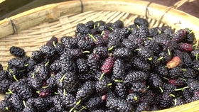 生桑葚可以蒸着吃吗 cb571a813b2d6cccb8daa6b0d3298f18077a7749.jpg@280w_158h_1c_100q.jpg