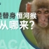 疫苗试验用的“替身”猴子，都是从哪里来？