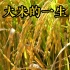 大米的一生，一起看看水稻从种植到采收的全过程