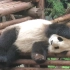 【大熊猫】幼年淼淼睡觉&园润思一打闹