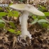 随处可见的致命毒蘑菇：死帽蕈