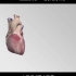 3D医学动画：肌肉系统