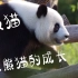 大熊猫的成长之路I国宝从出生到长大独自去野外生存