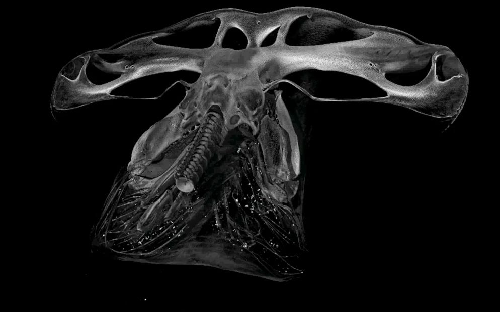 【纪录片】面向未来的馆藏【双语特效字幕】【纪录片之家爱自然】