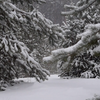 【无水印】免费高清雪景素材分享，需要的自取