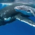 座头鲸每天最爱的三件事，吃饭，睡觉，打虎鲸，哈哈哈