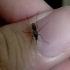 蚊子是如何吸血的？
