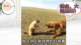 视频搞笑小狗配音 cc0493c04a2e7063d735470cf57e9c8011457a06.jpg@280w_158h_1c_100q.jpg