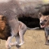 超经典纪录片：鬣狗杀手银泰杜梅拉狮王传奇（英语完整版）
