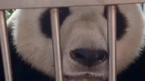 嗷嗷是睡觉的意思 cc2d2069dc99238299bc9731c2a59b5ab014c486.png@480w_270h_1c