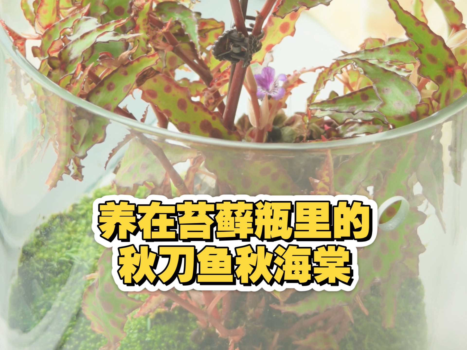 我在成都养活了秋刀鱼秋海棠