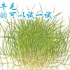 【水草科普】每天介绍一种水草（第七期 迷你牛毛）