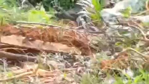 蛇是怎么钻进洞里面的 cc594d7594bb63e1d4c6251c3a8f9a95df85920d.jpg@480w_270h_1c