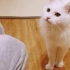 【猫咖Vlog】吸猫撸猫摸肉垫喂主子的一天