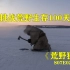 《荒野独居》S07E02，北极荒野挑战100天，奖金600多万
