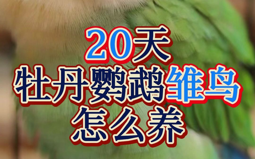 20天牡丹鹦鹉雏鸟怎么养 (1)