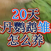20天牡丹鹦鹉雏鸟怎么养