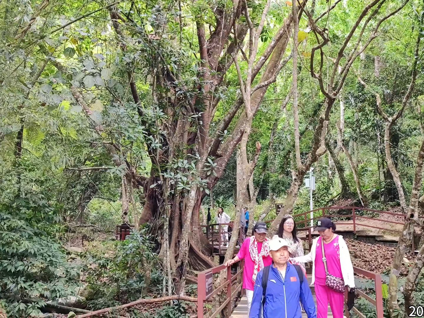 海南五指山热带雨林风景区，就像个公园一样，记录一下