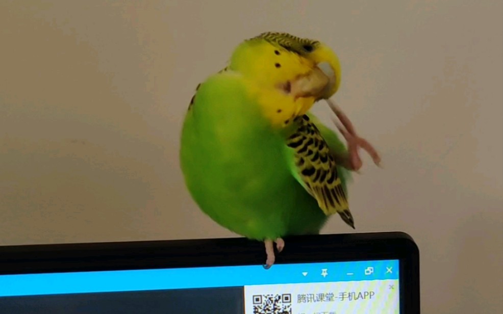 虎皮鹦鹉点头技能终于亮了