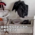 危险！贵州一小学厕所出现眼镜蛇，“蓝朋友”及时捕获放生