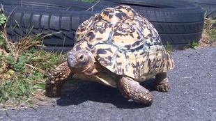 如何杀乌龟 cc8c8c5b42b0473b149a64632ae57be64c4299d6.jpg@310w_174h_1c_100q.jpg