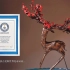 获吉尼斯世界纪录认证的超复杂折纸 花生满鹿