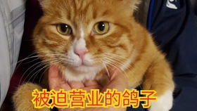 cc98a0691f628f69751c49f3d99bf9789b15a57e.jpg@280w_158h_1c_100q.jpg