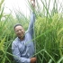 袁隆平的禾下乘凉梦成真了！2米高巨型稻在重庆试种成功