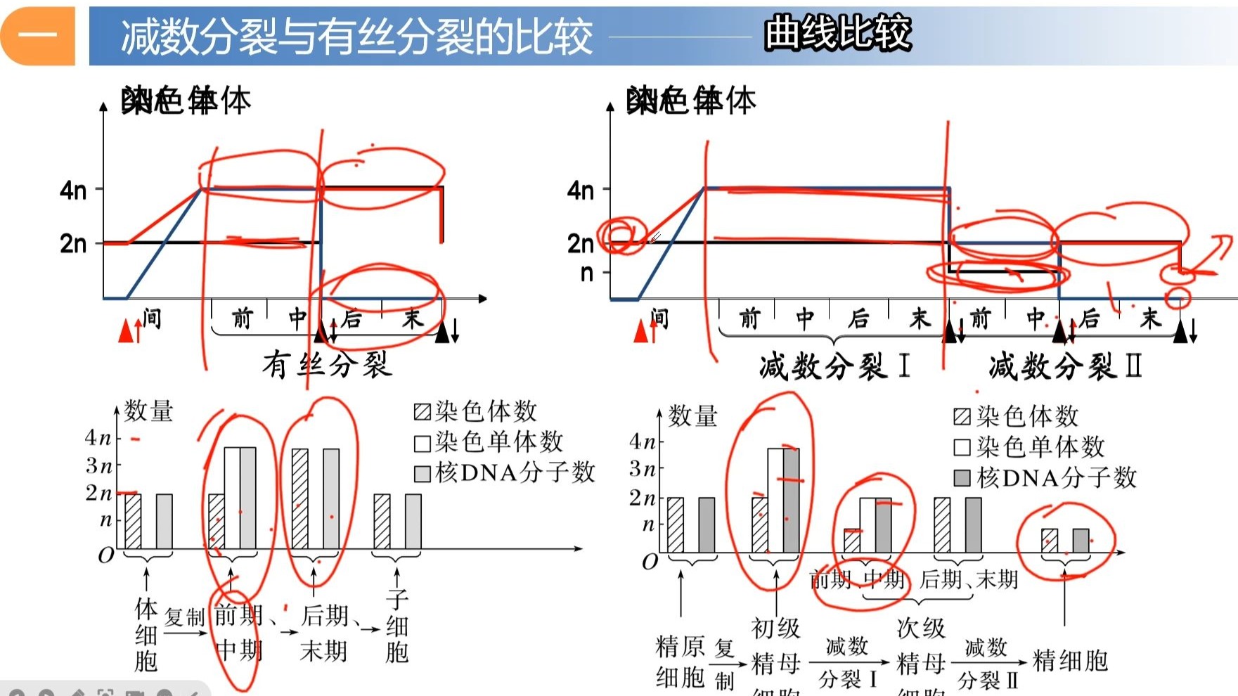 2.1 减数分裂和受精作用 第5节课