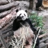 治愈系列之大熊猫吃竹子