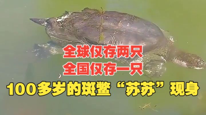 全球仅存两只，全国仅存一只！100多岁的斑鳖“苏苏”现身，游客直呼好幸运！