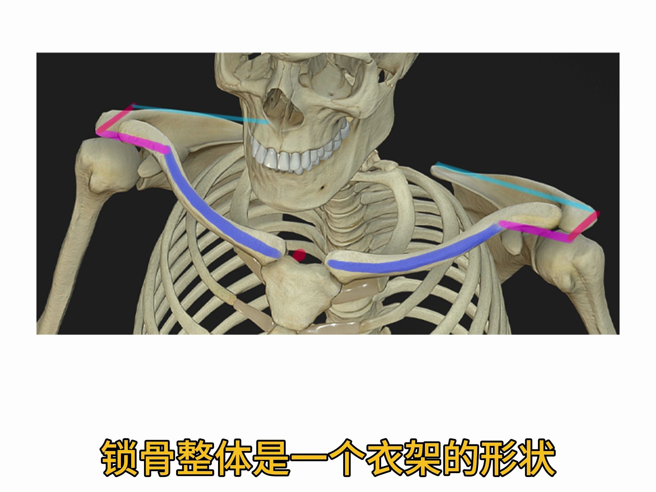 本期学习锁骨动态get，快来看看~