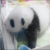 大熊猫——《重返森林》（超清画质