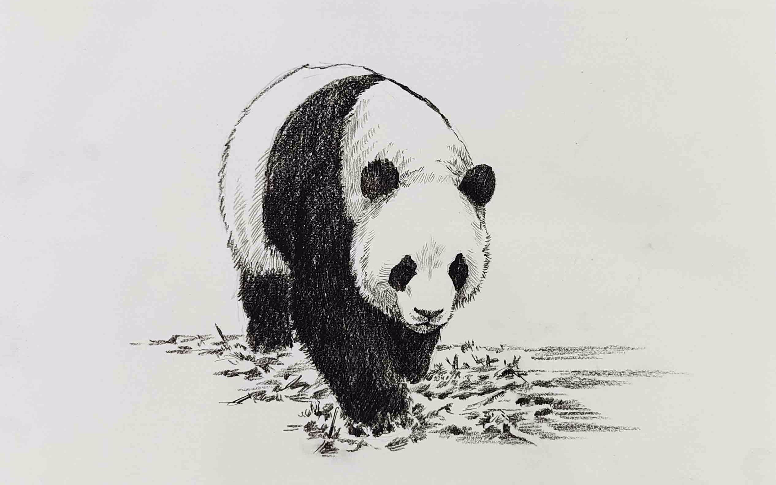 用炭笔画一只野生熊猫速写超简单全过程