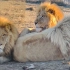 看狮子苏丹展现自己帅气的一面！
