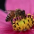 蜜蜂的力量【自然神奇EP12】