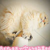 性感小猫蹲新拖鞋