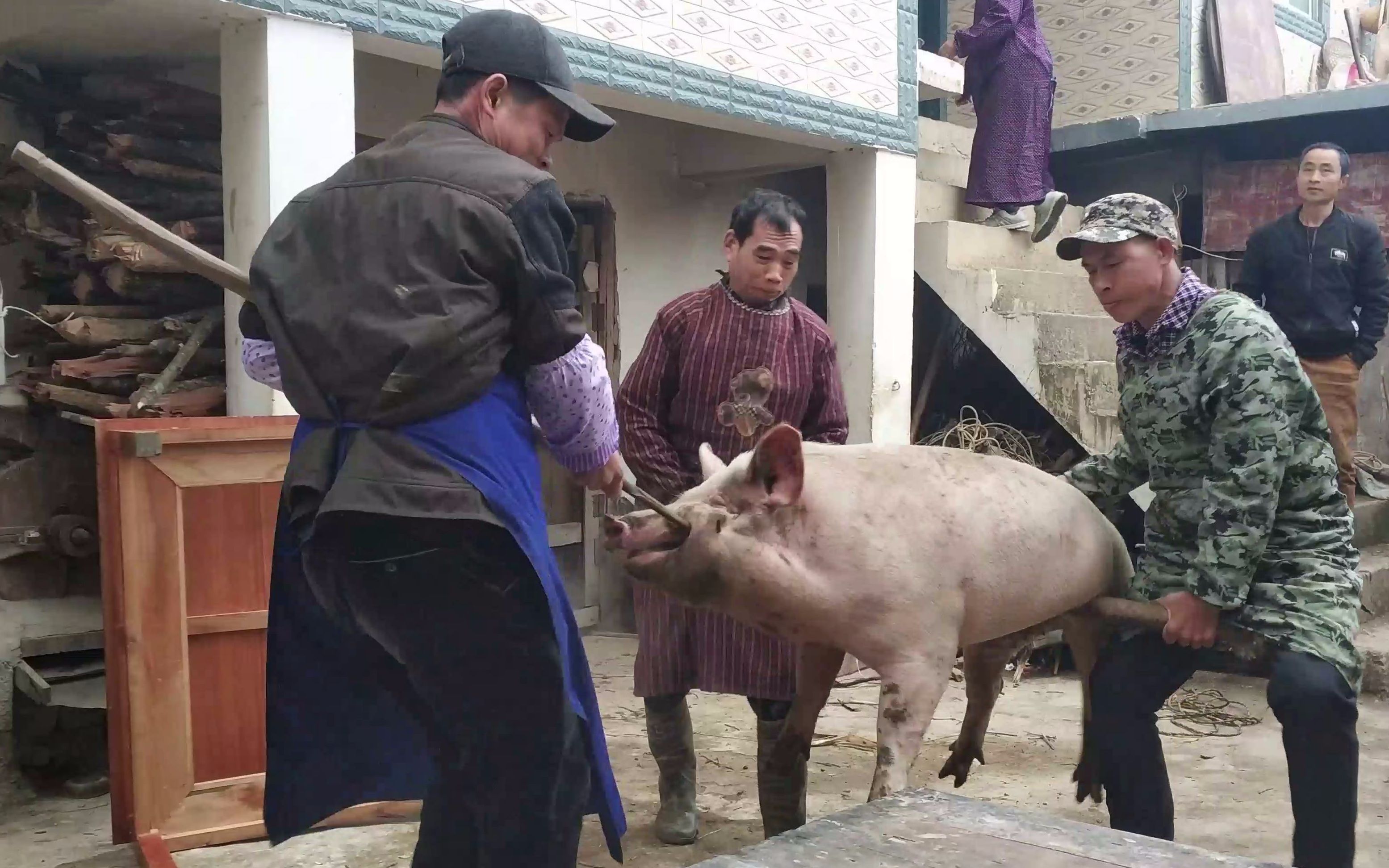 偏远农村办酒杀猪,3头200多斤肥猪1次宰,二师兄叫得好大声!