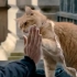流浪猫鲍勃：真人真事，流浪汉救下流浪猫，改变了他的一生