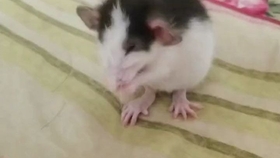 抓地鼠视频大全 cd87bc8066b08f1db9fb40c4fff7cf927ae18e15.jpg@280w_158h_1c_100q.jpg